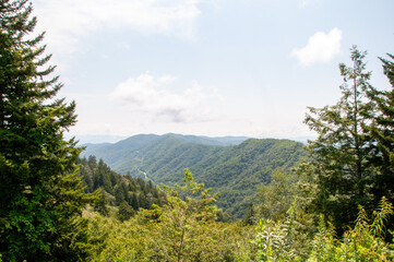 Smokey Mountains (pine tree in the mountains)