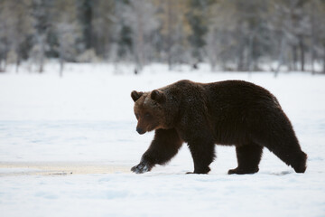Obraz na płótnie Canvas Brown bear in the snow