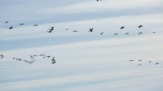 Birds in flight. Flock of cranes returning from warm lands in blue spring sky