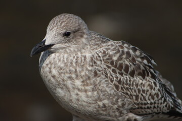 Baby Seagull