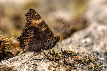 Small tortoiseshell butterfly using its camouflage to hide