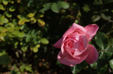 Light Pink Flower of Rose 'Queen Elizabeth' in Full Bloom
