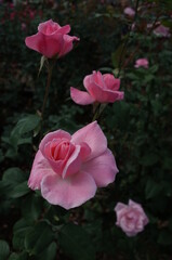 Light Pink Flower of Rose 'Queen Elizabeth' in Full Bloom
