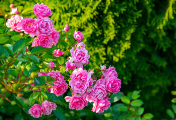 pink rose bush in the garden