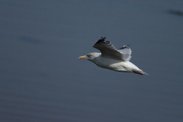seagull in flight