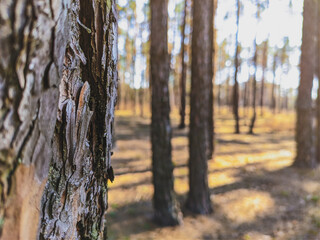 Obraz premium autumn in the forest