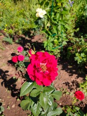 flowers in the garden