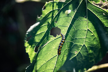 The big caterpillar on a green leaf. Caterpillars eating the leaves