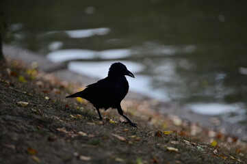 Corbeau