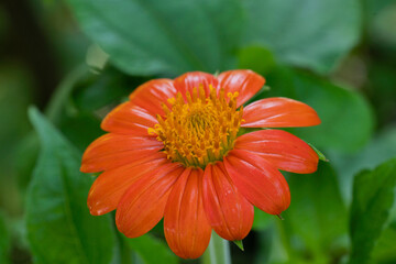 Macro Orange Flower