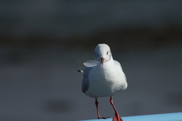 Obraz premium black headed gull