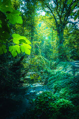 tropical forest