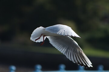Obraz premium black headed gull in flight