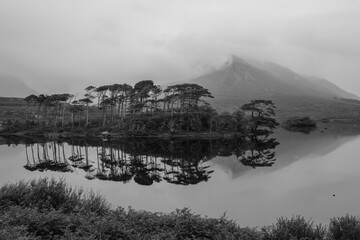 Pine Island at Derryclare Lough, County Galway, Ireland