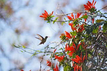 hummingbird on a branch