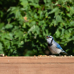 Bluejay eating shelled peanuts on a wooden deck railing.