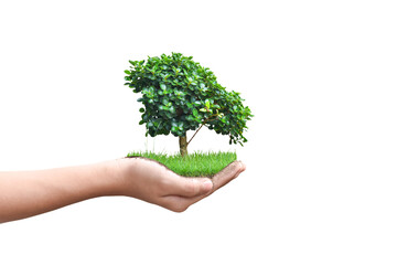 Hands holding young tree isolated on white background. Environment Earth Day