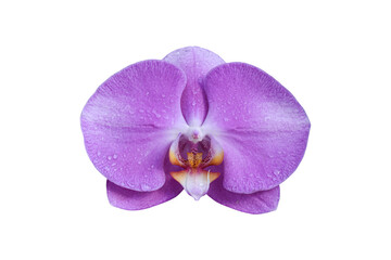 Purple orchid flowers isolated on white background. Object with clipping path.