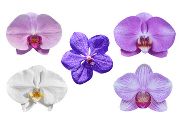 Collection of orchid flowers isolated on white background. Object with clipping path.