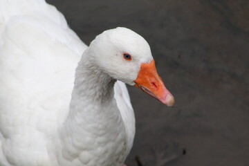 white goose landscape
