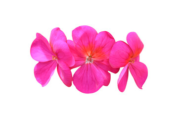 Pink flower of Geranium, (Pelargonium) Isolated on white background. Object with clipping path