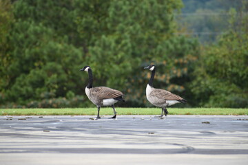 Geese in nature