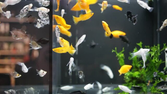 Gliding view of multicolored swordtails swimming in glass aquariums in pet shop. High quality FullHD footage