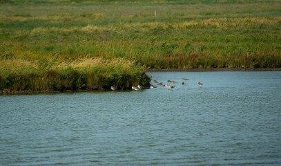 Some birds in the calm water with reeds in the background