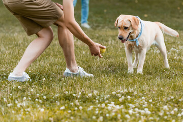 cropped view of teenager boy holding ball near dog in park