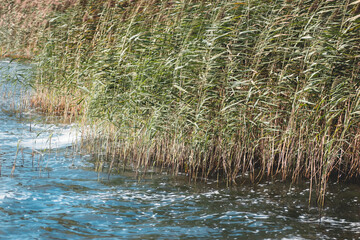 Reeds on the bank of a lake