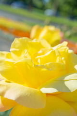 Yellow and pink rose flower close-up photo with shallow depth of field