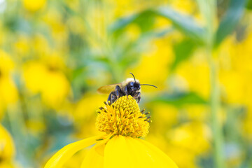 Beautiful yellow flower of Jerusalem artichoke with bumblebee source of inulin