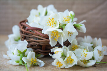 Obraz na płótnie Canvas White jasmine flowers, traditional green tea ingredient, aromatherapy flavor