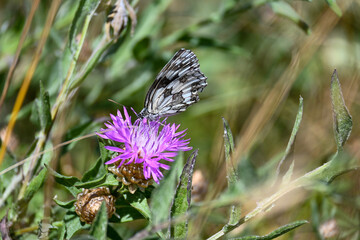 Butterfly perching on violet flower