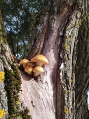 mushrooms on tree