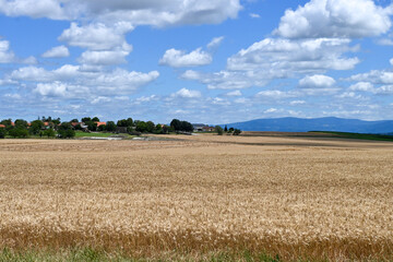 Summer rural areas and wheat fields