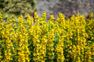 Fototapeta premium flowers in blossom