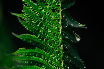 Fototapeta premium close up of green leaves in the sun