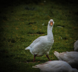 Close up of a goose on a green meadow
