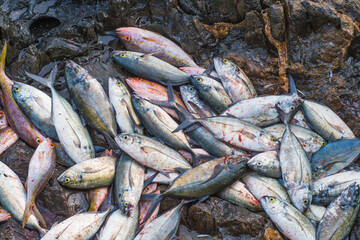 Group of Fishes on beach. Fishing business in Los Roques Venezuela