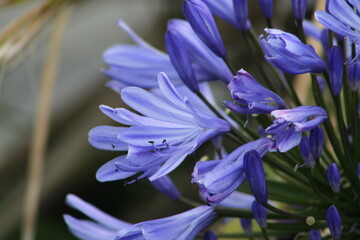 blue iris flower
