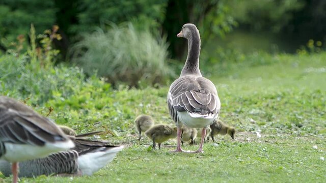Wild goose and ganders in green park in central Lyon