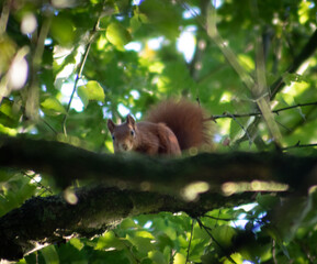 Red squirrel on a branch in a thick green tree
