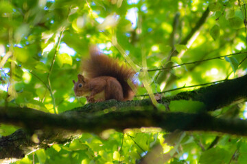 Red squirrel on a branch in a thick green tree