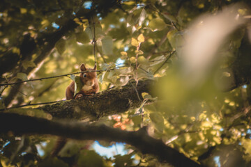 Red squirrel on a branch in a thick green tree