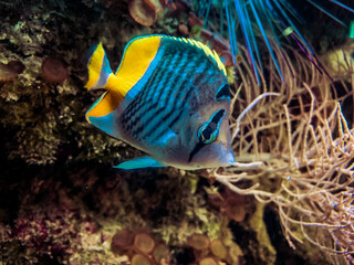 Close up of an Atoll butterflyfish, Merten's butterflyfish, Merten's coralfish in a coral reef with blue turquoise water