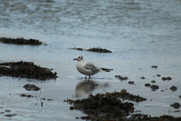 Black headed herring gull on the sea