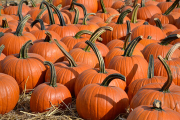 A lot of Orange pumpkins on straw in the field