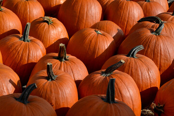 A lot of Orange pumpkins on straw in the field
