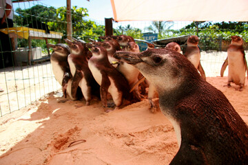 porto seguro, bahia / brazil - august 4, 2008: Magalhaes penguins are seen at a treatment center...